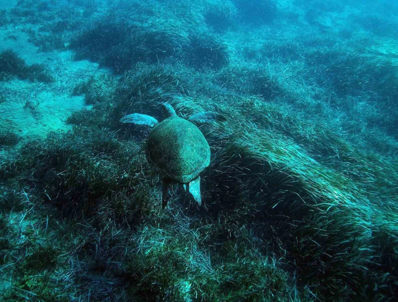 Bodrum&rsquo;un su altı ekosistemini haritalama &ccedil;alışmaları s&uuml;r&uuml;yor
