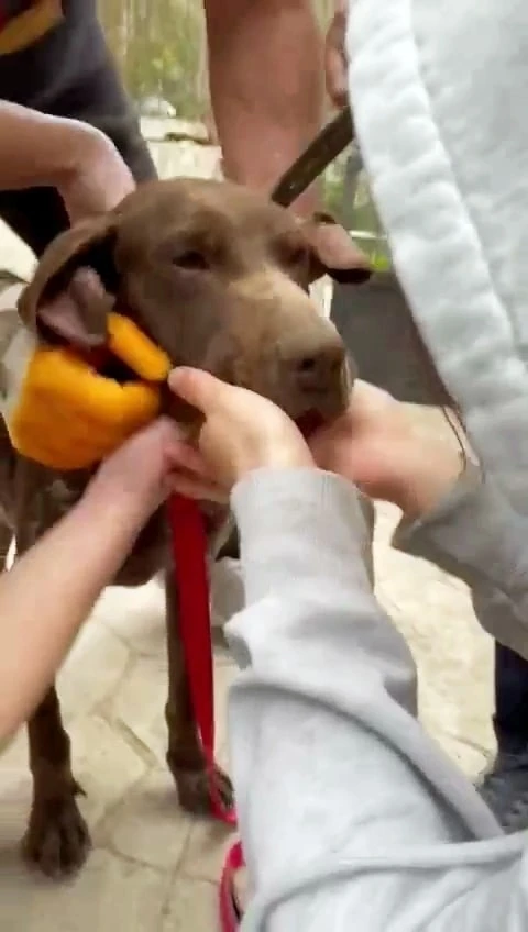 Boğazına ağaç parçası takılan köpeğin yardımına vatandaşlar koştu
