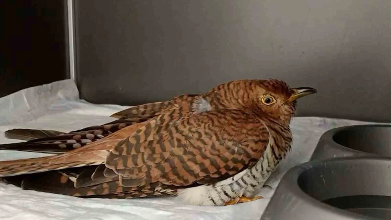 Bolu&rsquo;da 132 yaban hayvanı tedavi edilerek doğaya salındı
