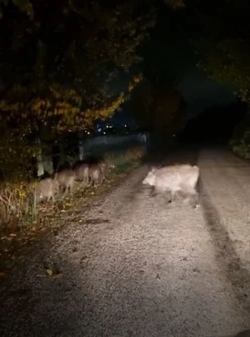 Bolu’da aç kalan domuz sürüsü yola indi