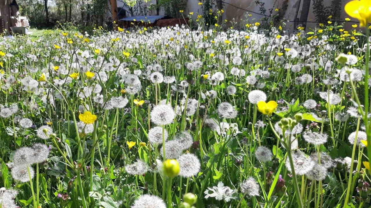 Bolu’da bahar güzelliği
