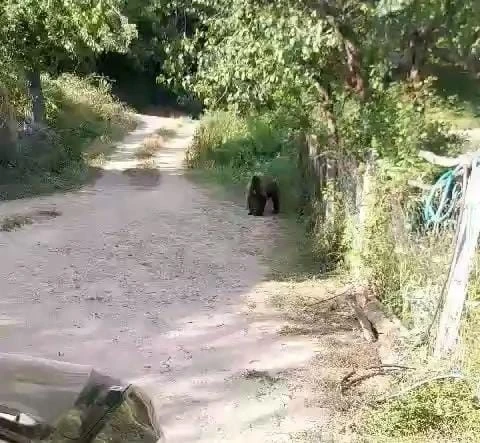 Bolu’da bahçesine ayı giren köylülerin güldüren diyaloğu