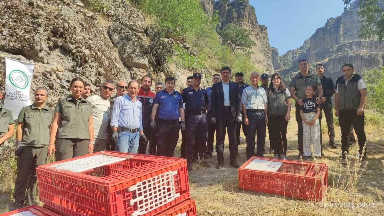 Bolu’da doğaya 600 kınalı keklik bırakıldı
