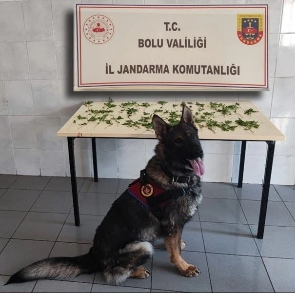Bolu&rsquo;da jandarmadan peş peşe uyuşturucu ve ka&ccedil;ak&ccedil;ılık operasyonları: 3 tutuklama
