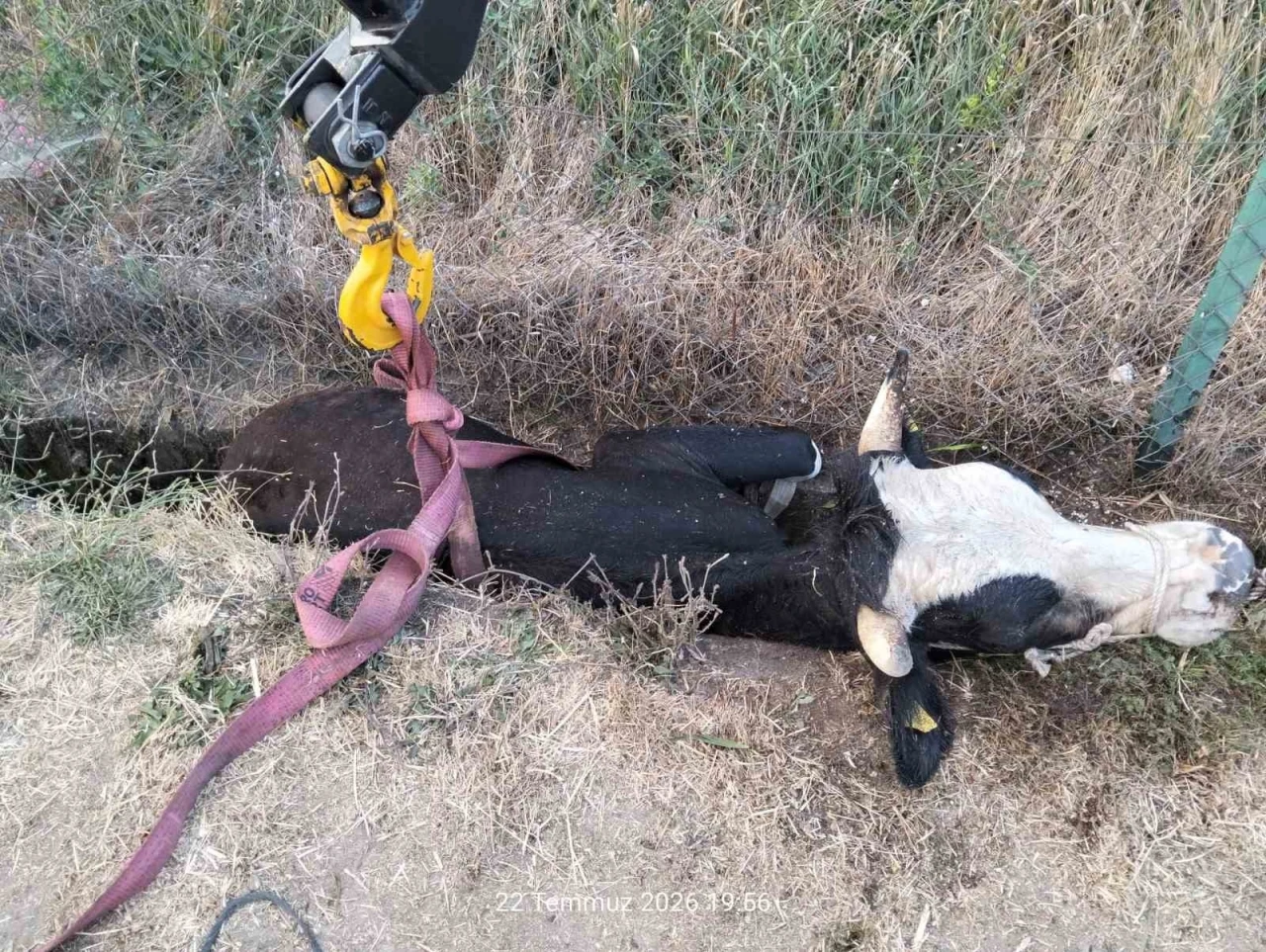 Bolu&rsquo;da kanala d&uuml;şen inek i&ccedil;in itfaiye seferber oldu
