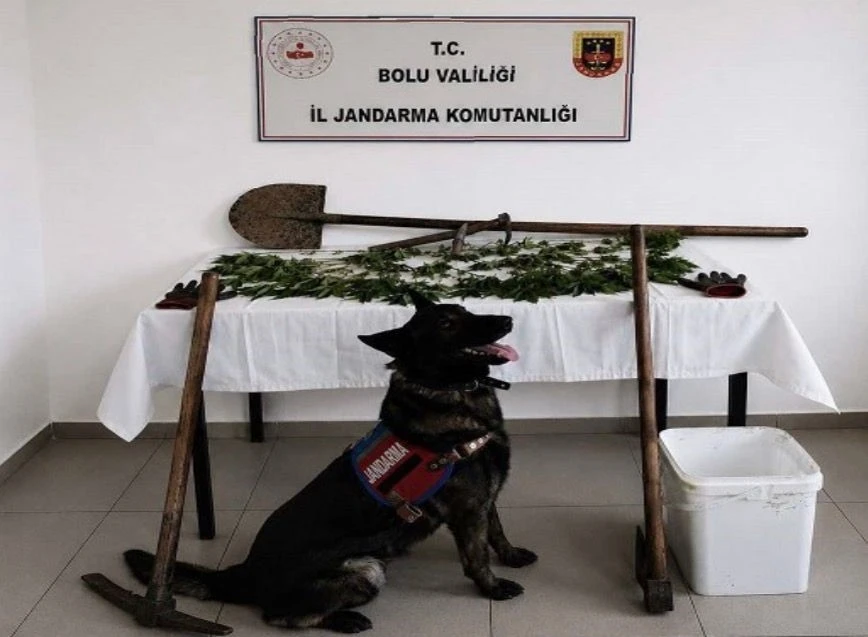 Bolu’da kenevir bahçesi oluşturan şüpheli tutuklandı