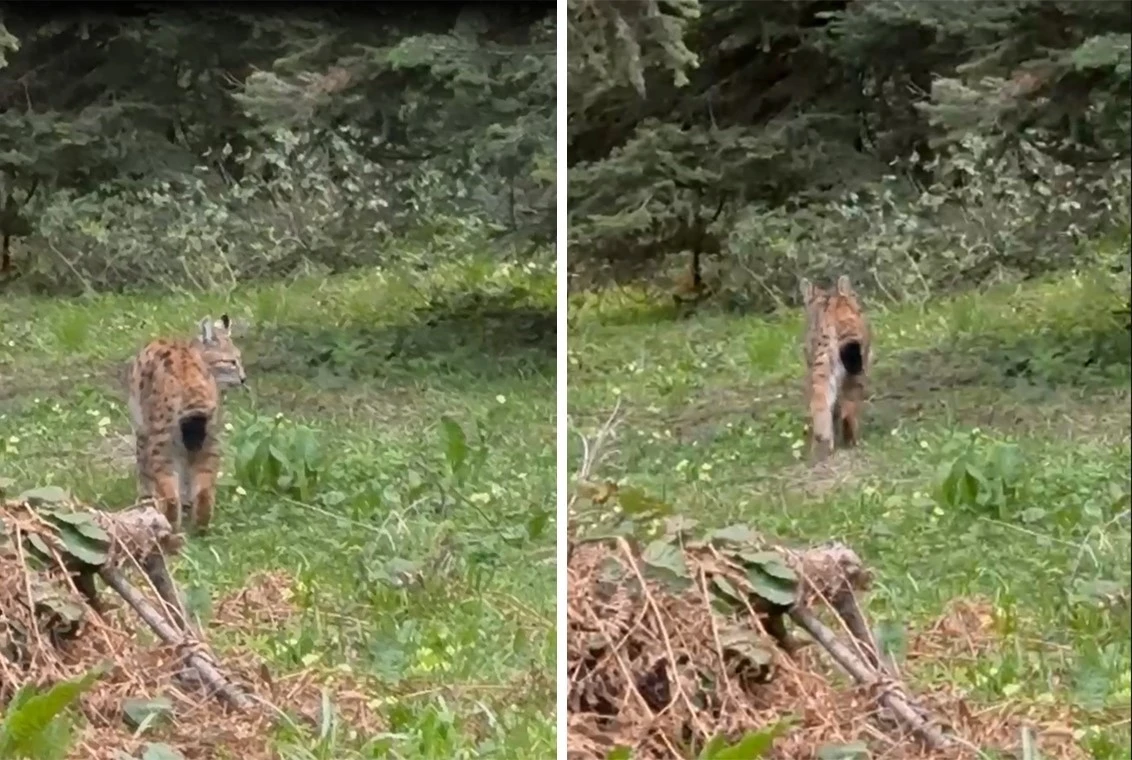 Bolu’da, nesli tükenmekte olan vaşak görüntülendi
