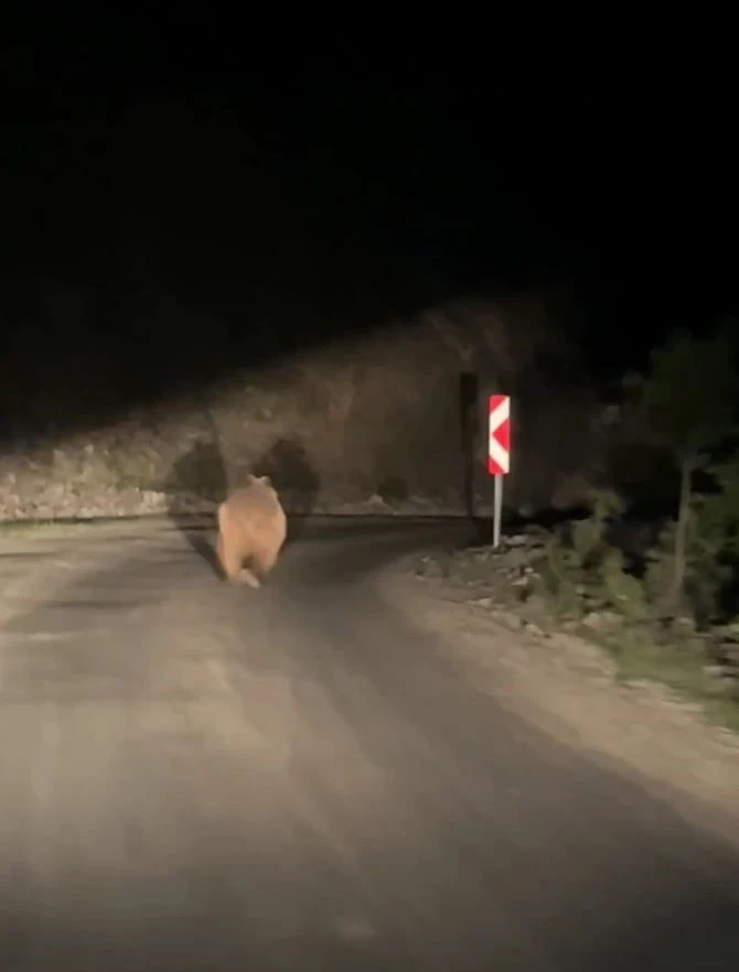 Bolu’da otomobil gören ayı korkup böyle kaçtı
