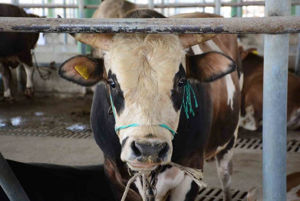 Bolu&rsquo;da şap kısıtlamaları kaldırıldı
