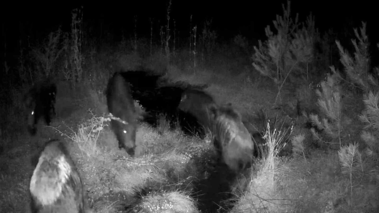 Bolu&rsquo;da yaban hayatı fotokapanlarla g&ouml;r&uuml;nt&uuml;lendi
