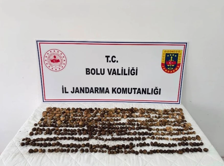 Bolu&rsquo;da yabani salep toplayan 3 kişiye rekor ceza: 2 milyon 97 bin TL
