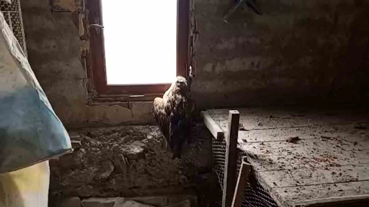 Bolu&rsquo;da yaralı şahin koruma altına alındı
