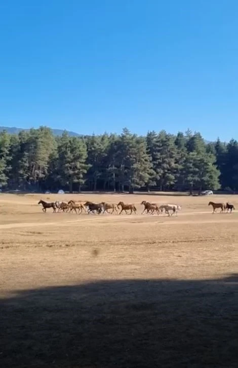 Bolu’da yılkı atlarına kurt saldırdı
