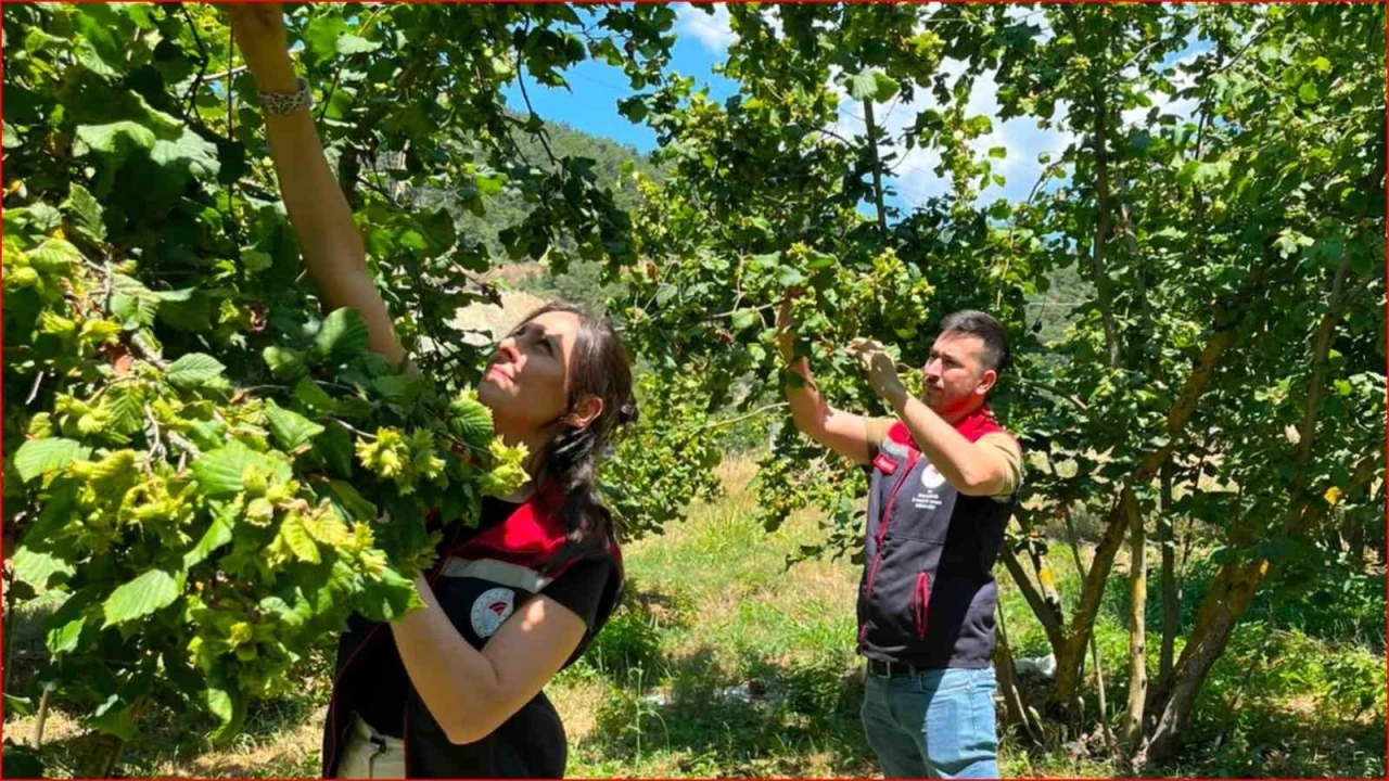 Bolu&rsquo;nun fındık rekoltesi i&ccedil;in sahadan veri toplandı

