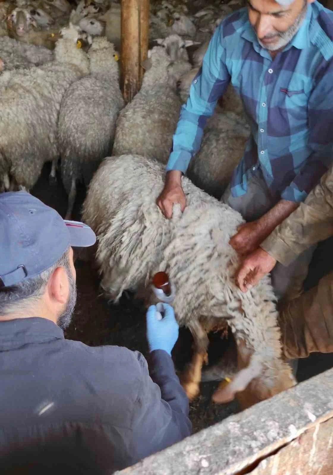 Bolvadin&rsquo;de k&uuml;&ccedil;&uuml;kbaş hayvanlara y&ouml;nelik aşılama ve k&uuml;peleme &ccedil;alışması
