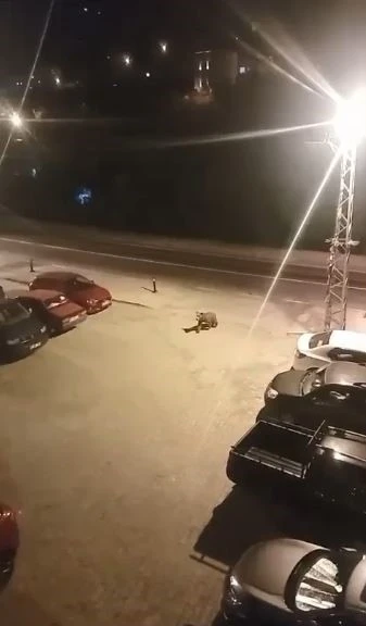 Borçka ilçe merkezine inen ayılar cadde ve sokaklarda dolaştı

