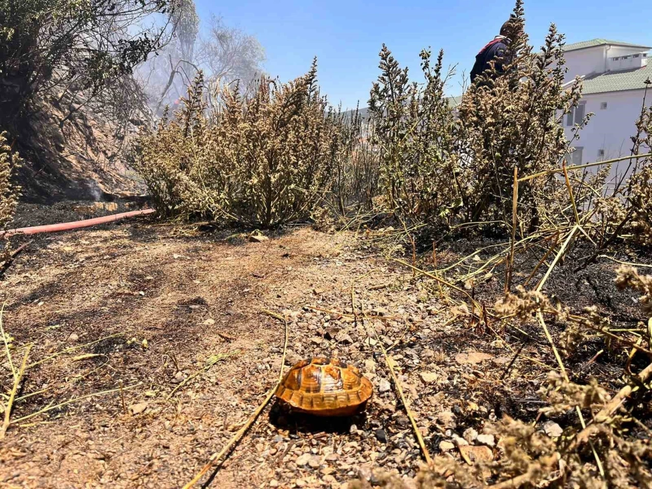 Boş araziden alevler yükseldi, vatandaşlar ve ekipler seferber oldu
