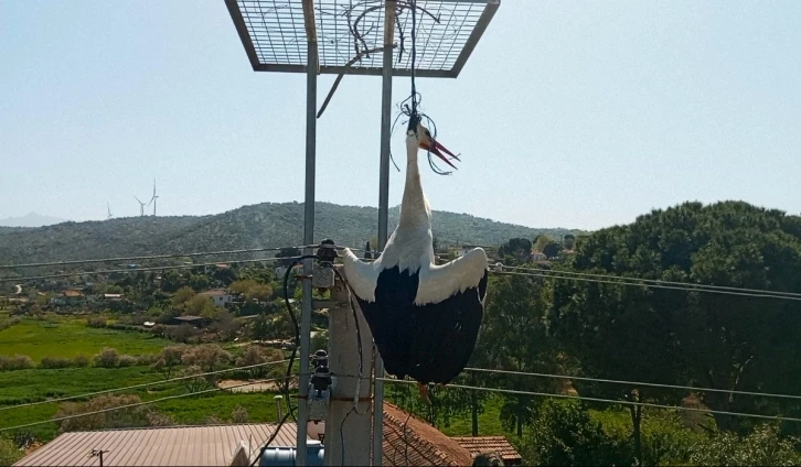 Boynuna ip dolanan leylek, boğulmaktan son anda kurtarıldı
