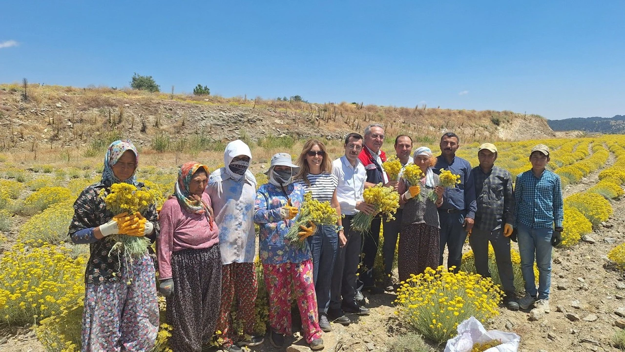 BOZDOĞAN LAVANTA VE ALTIN OTU HASADI YAPILDI 
