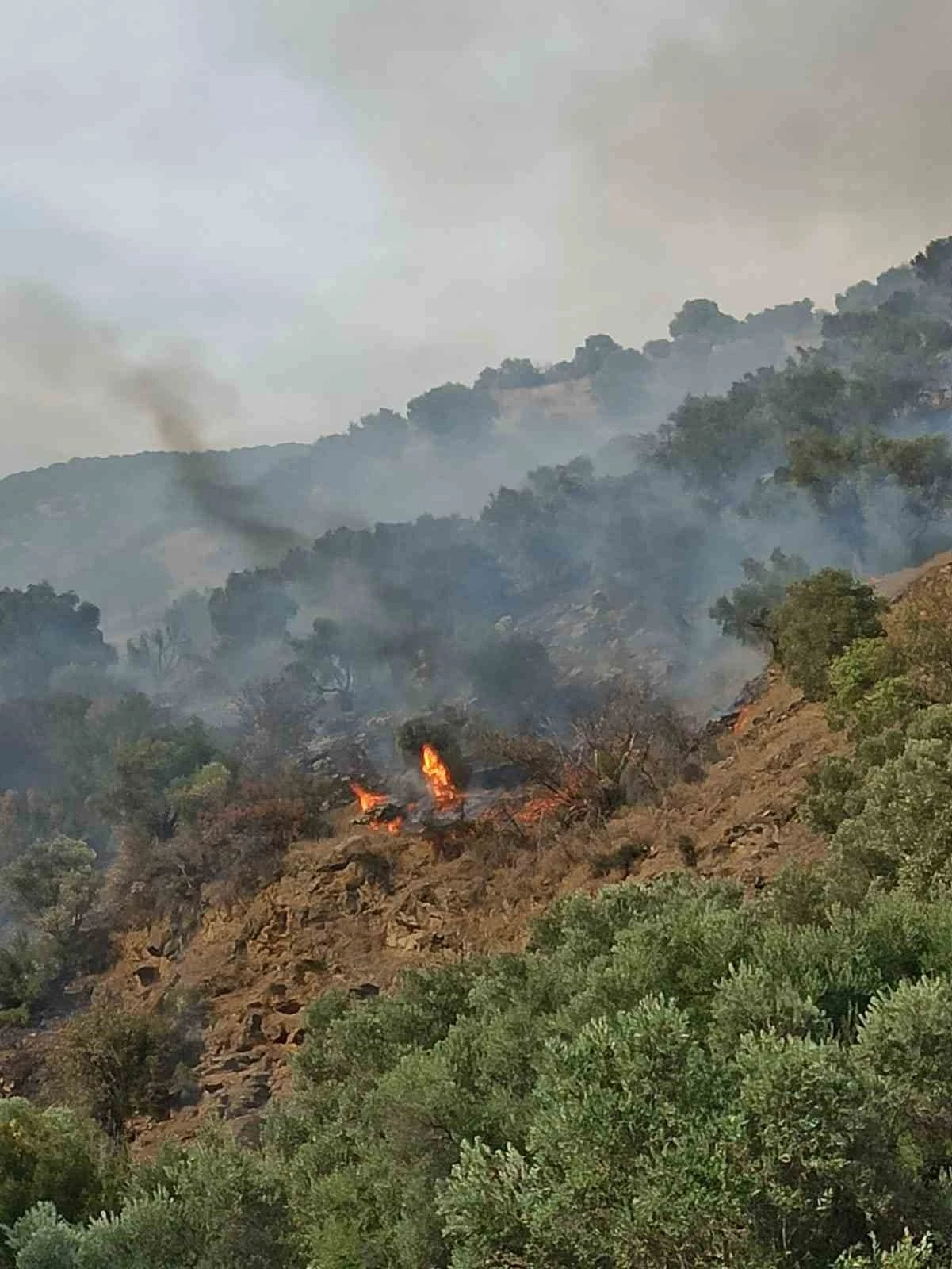 Bozdoğan’da orman yangını
