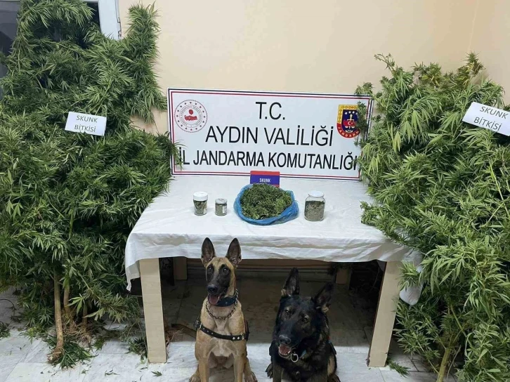 Bozdoğan&rsquo;da uyuşturucu operasyonu
