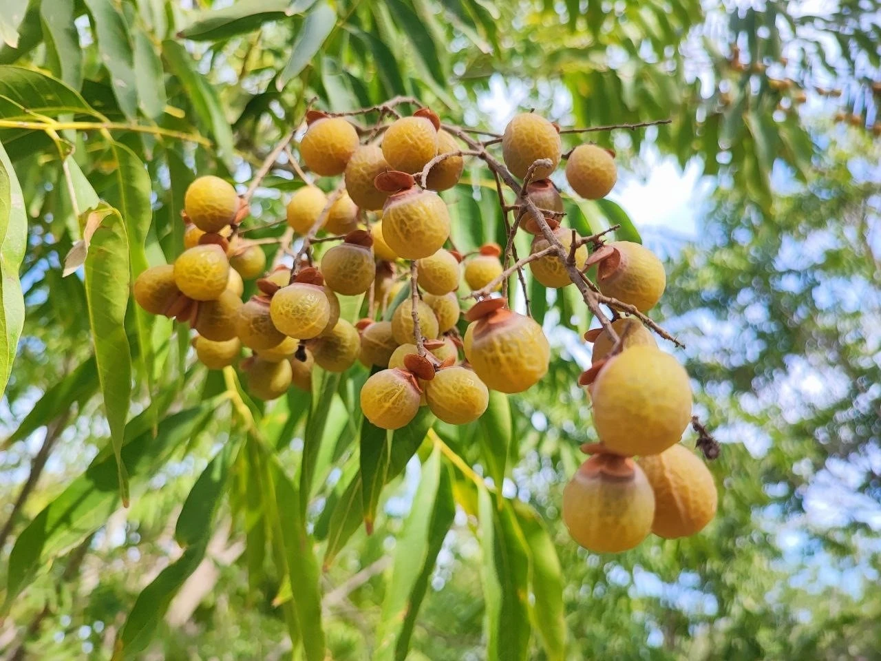 Bu ceviz yenmiyor, temizliyor, cildi güzelleştiriyor
