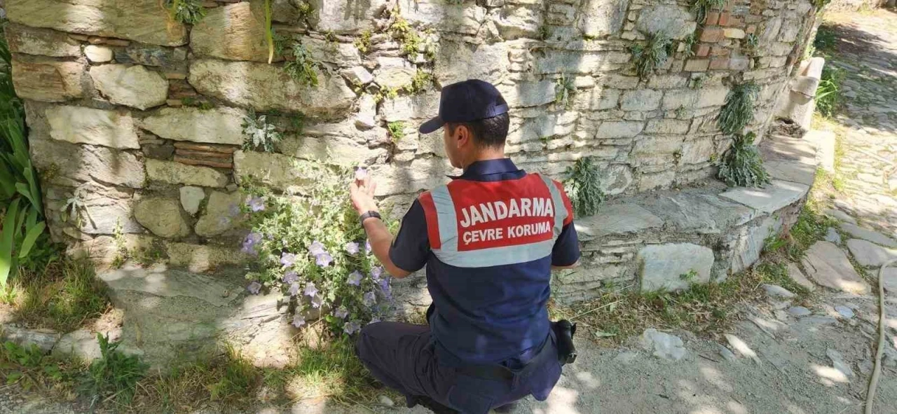Bu çiçeği koparmanın cezası 557 bin TL
