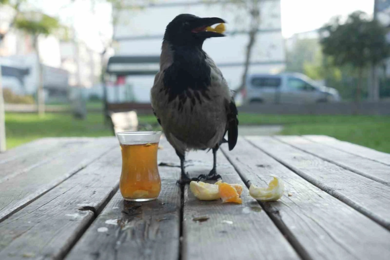 Bu karga çay içip Rize helvası yiyor: Organik gıdaları seviyor
