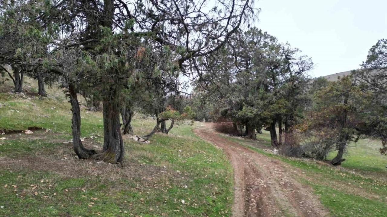 Bu ormana asırlardır balta girmiyor, kuruyup yıkılan ağaçlarda ormanda bırakılıyor
