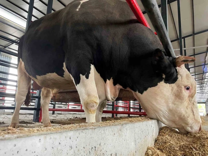 Bu tosunun fiyatı da ağırlığı da bir otomobil kadar: Tam 1,6 ton
