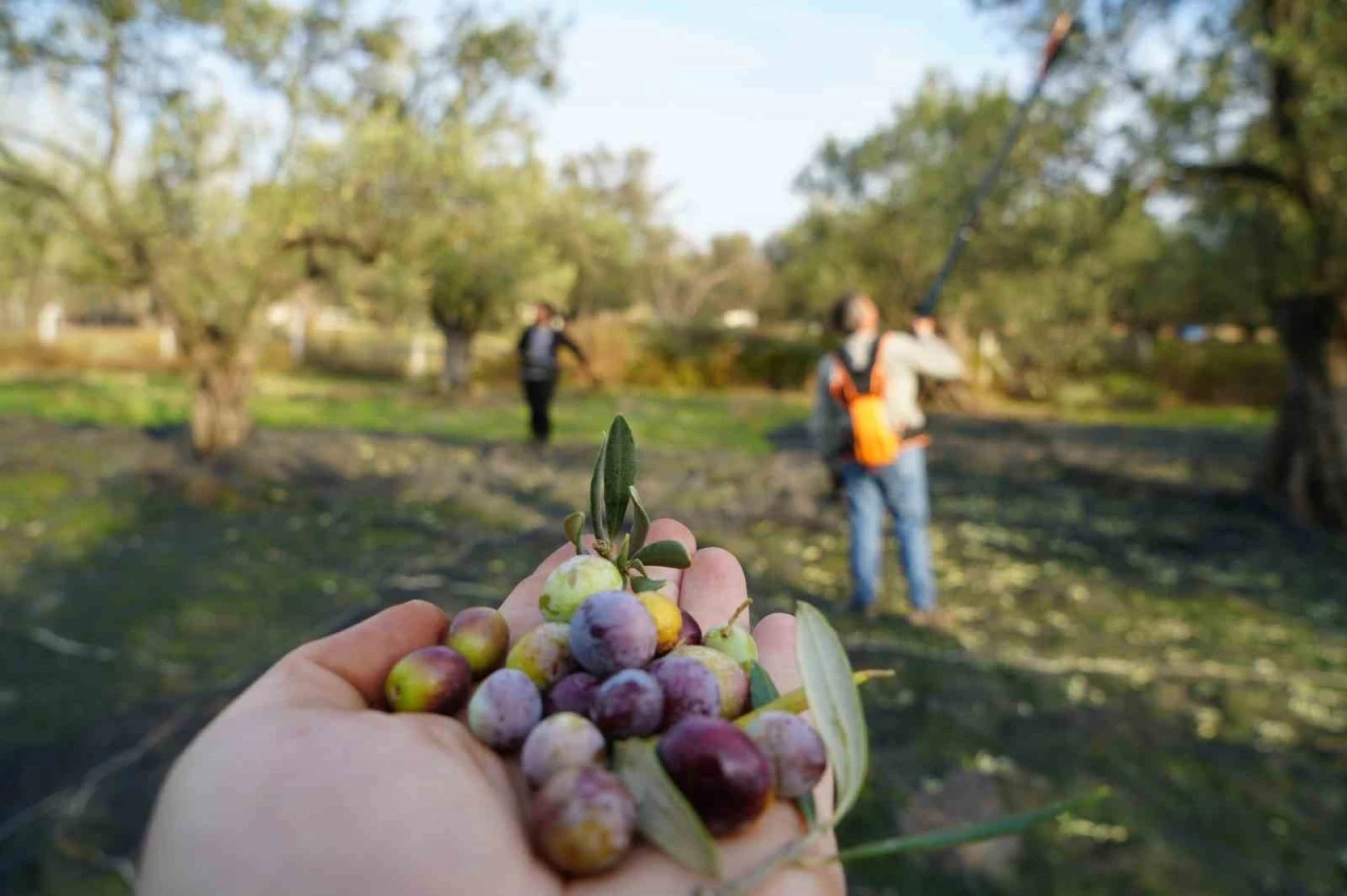 Bu yılın zeytin ve zeytinyağı rekolte tahmini açıklandı
