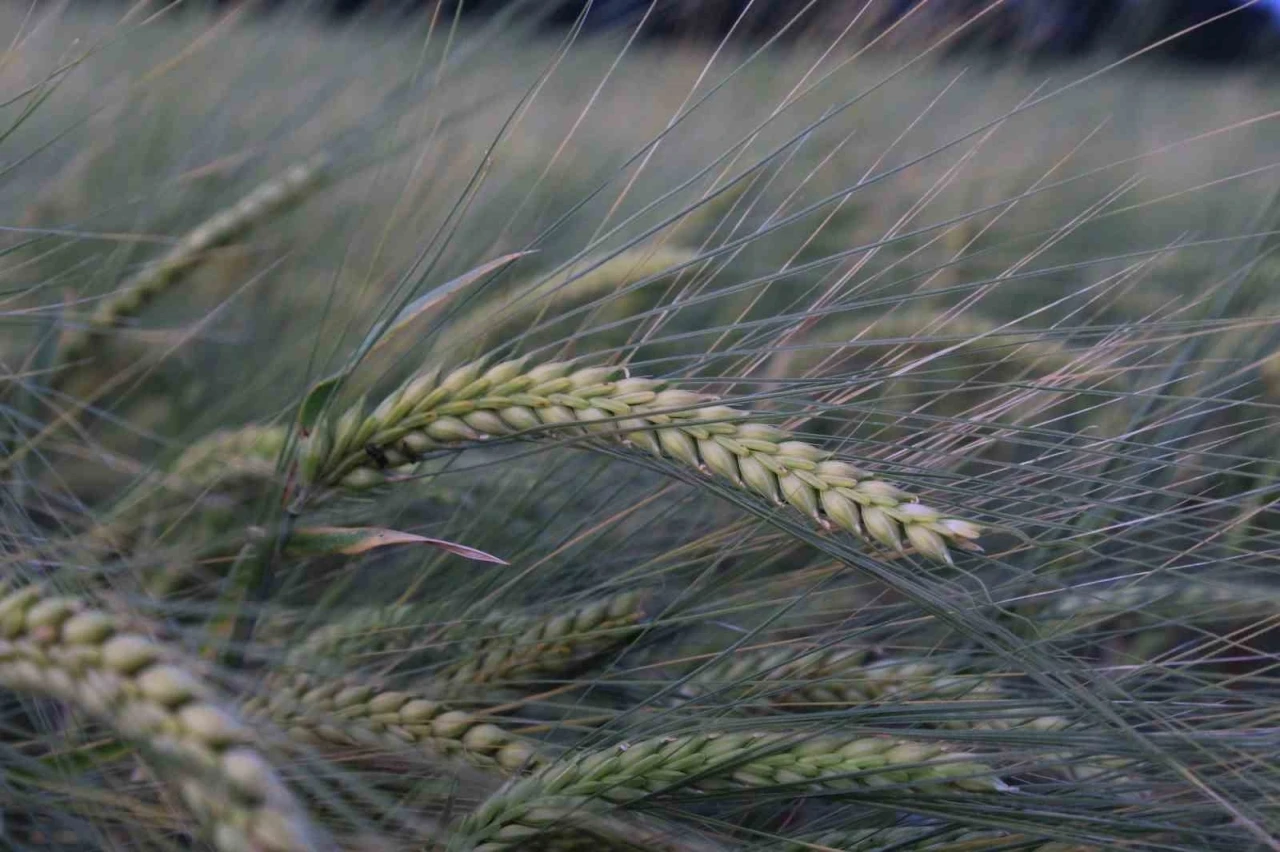 Buğday rekoltesine ilişkin ilk tahmin Hububat Kongresi’nde yapıldı
