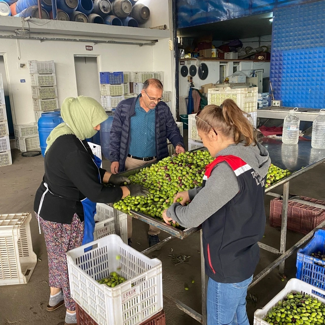 Buharkent’te zeytin rekoltesi ve kalite kontrol çalışmaları sürüyor
