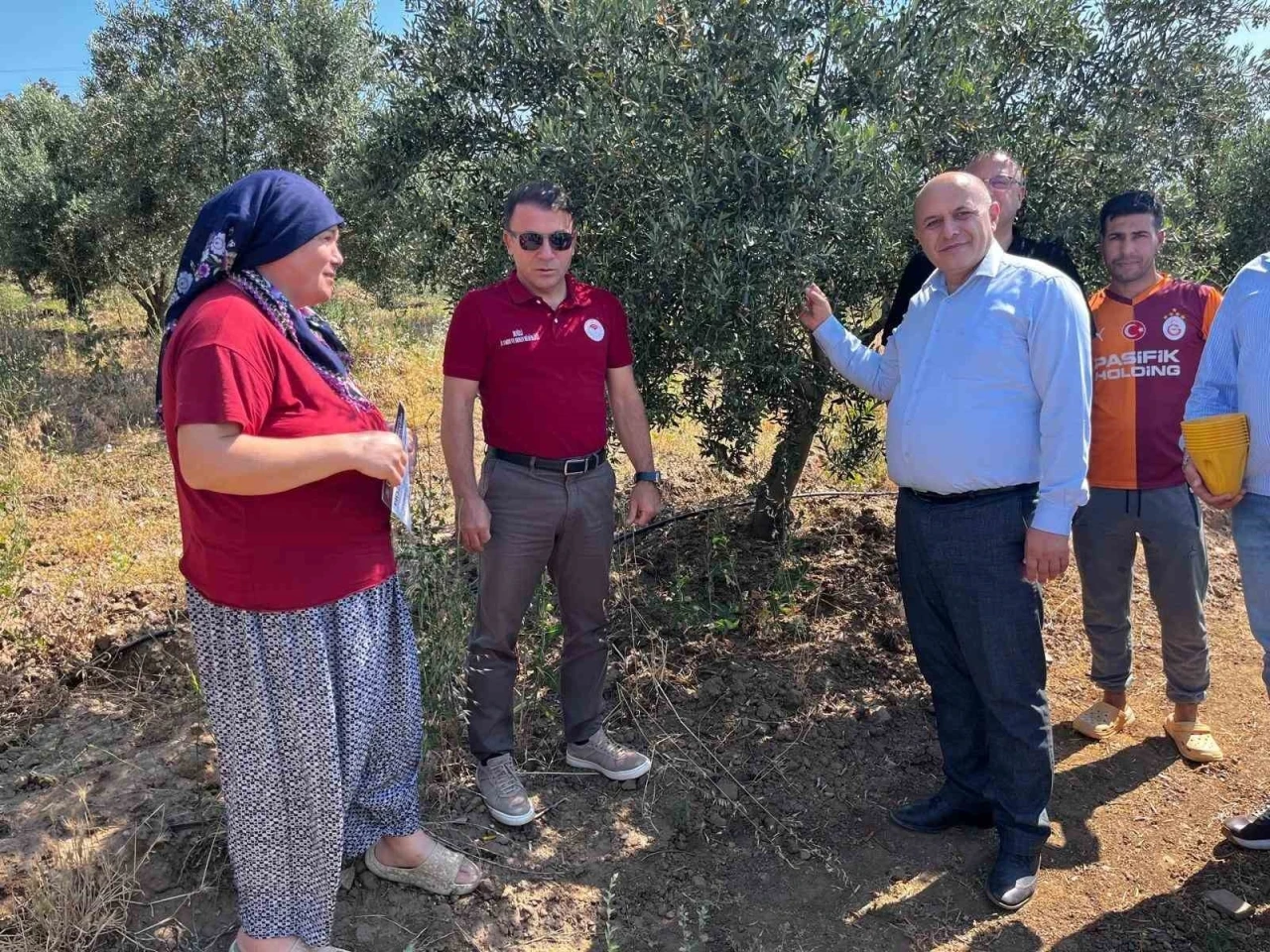 Buldan&rsquo;da zeytin sineğine karşı fenomen tuzak dağıtıldı
