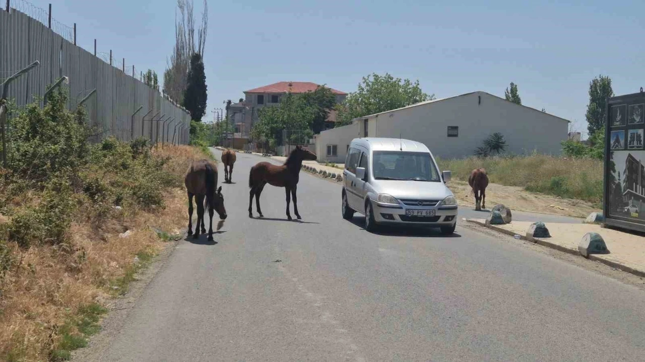 Bunlarda sokak atları: Sürücülere zorluk çıkardılar
