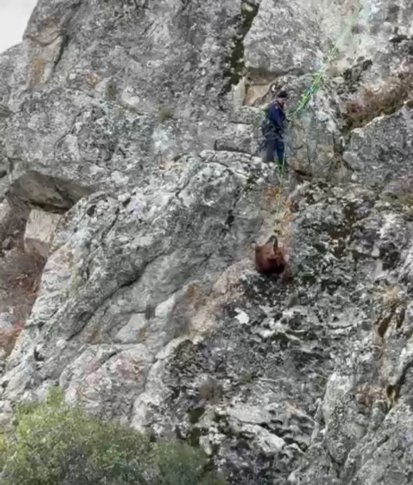 Burdur’da mahsur kalan keçiler ekipler tarafından kurtarıldı
