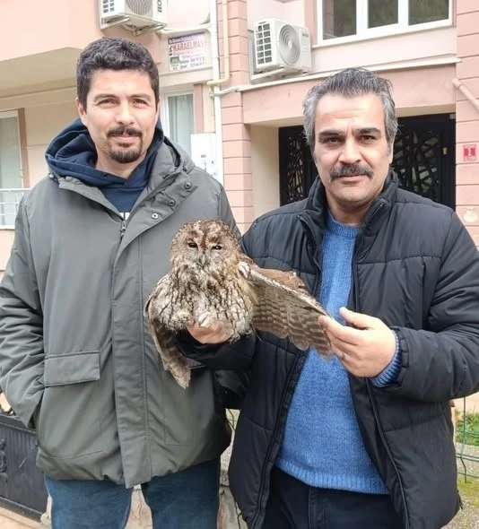 Burhaniye de soğuk hava yaban hayvanlarını da olumsuz etkiledi
