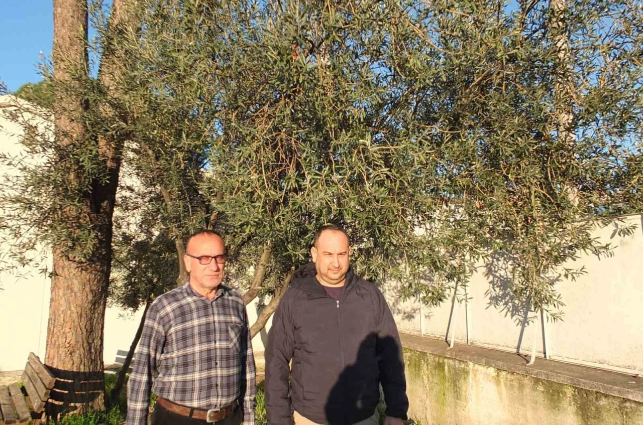 Burhaniye&rsquo;de yağmurlar zeytincileri sevindirdi
