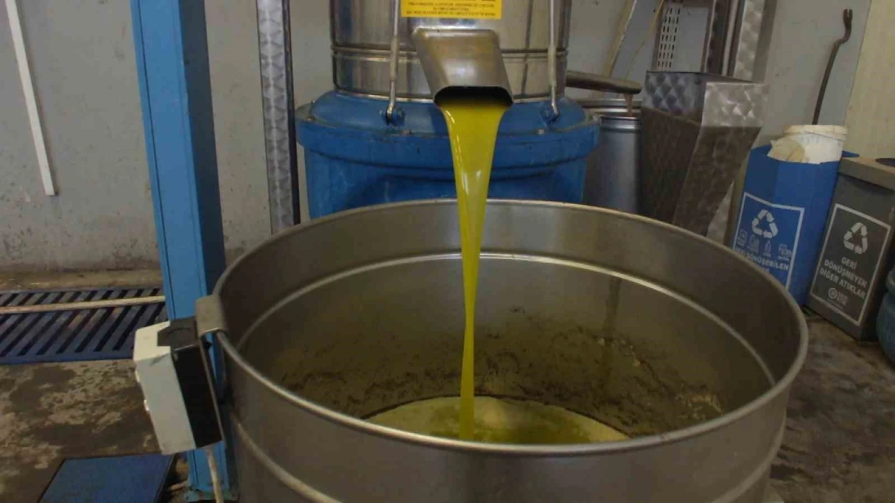 Burhaniye’de zeytinde rekolte düşük, ancak yağda kalite yüksek
