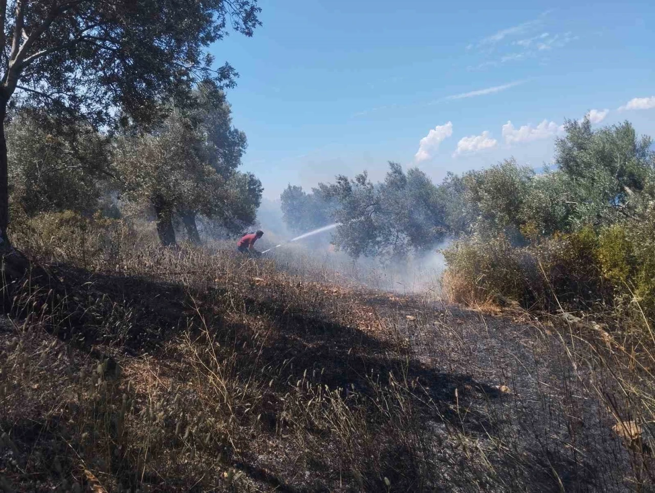 Burhaniye&rsquo;de zeytinlik yangınına havadan ve karadan m&uuml;dahale ediliyor
