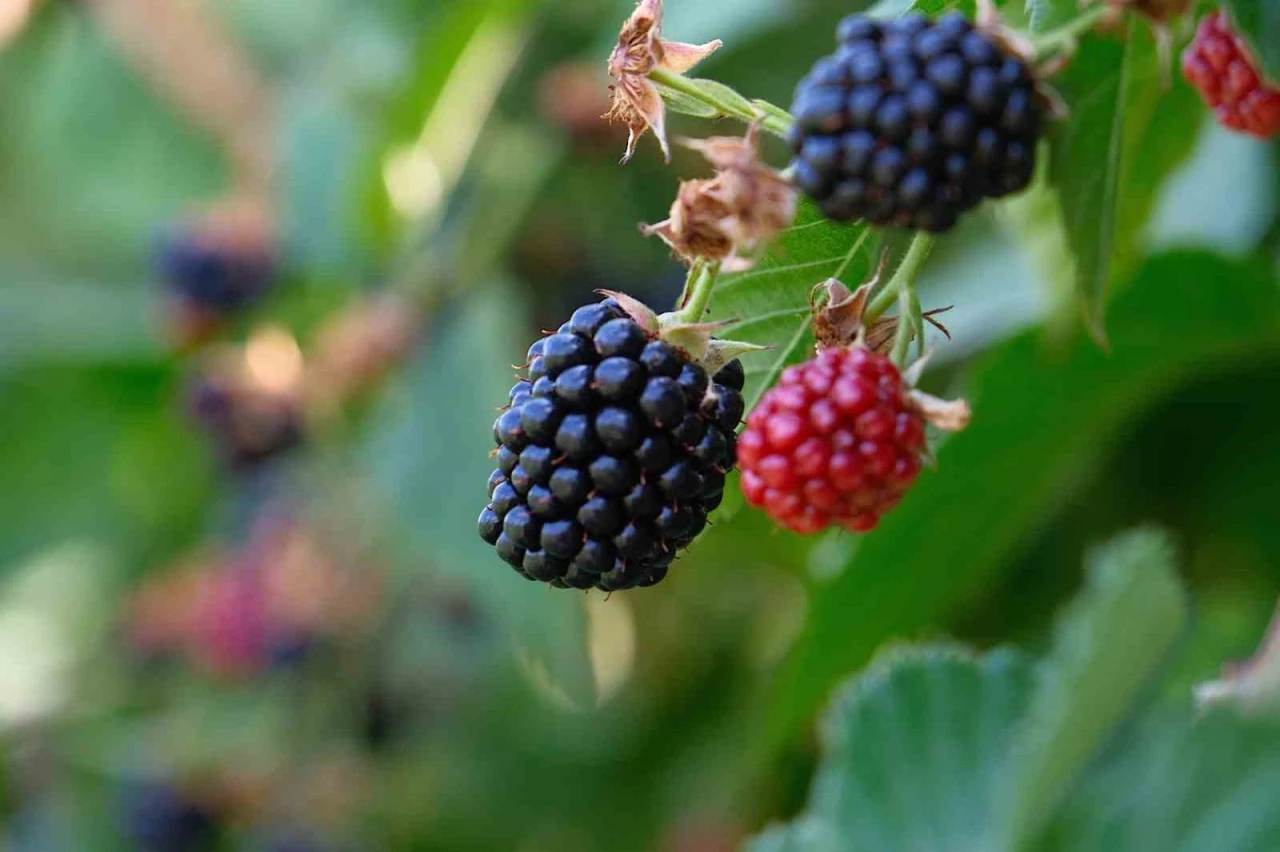 Bursa Büyükşehir 9 üründe fide ve fidan desteğinde bulunacak

