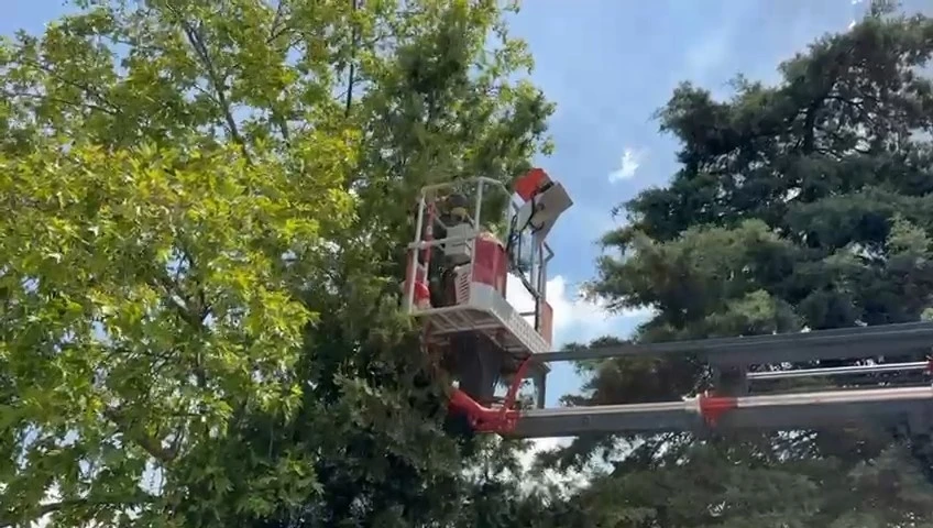 Bursa’da ağaçta mahsur kalan kedileri itfaiye kurtardı
