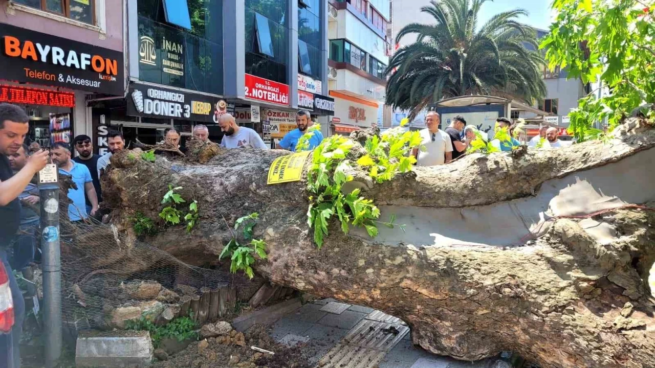 Bursa&rsquo;da faciadan d&ouml;n&uuml;ld&uuml;...Asırlık &ccedil;ınar yola devrildi
