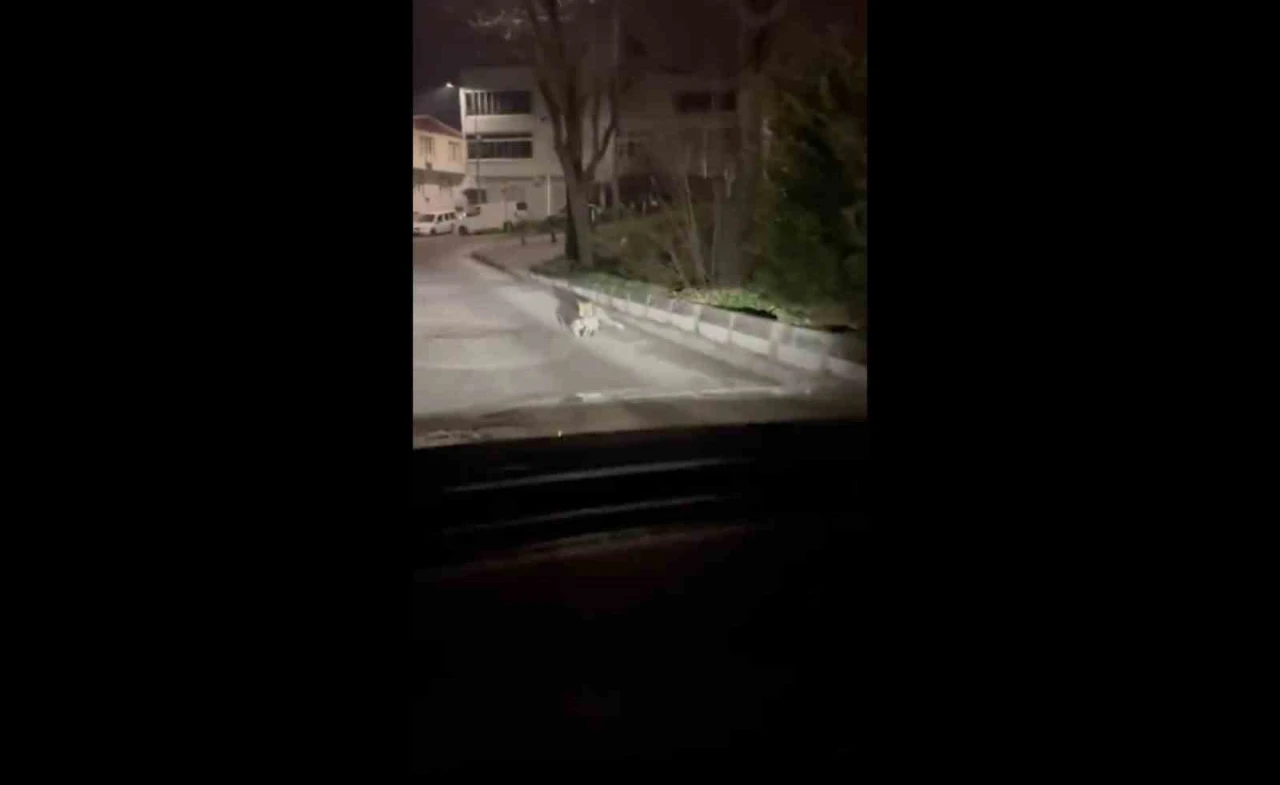 Bursa&rsquo;da gece yarısı tilki, ağzında kediyle sokakta g&ouml;r&uuml;nt&uuml;lendi
