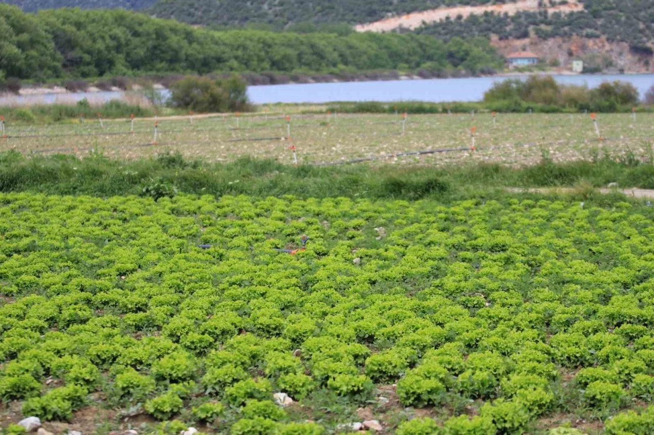 Bursa’da göl havzasındaki &quot;yasa dışı&quot; tarıma ilişkin DSİ’den açıklama
