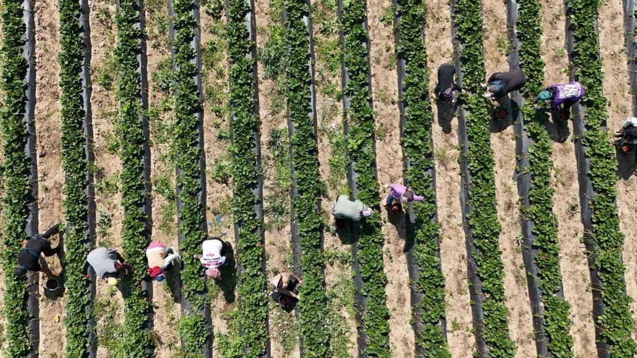 Bursa’da ’kırmızı elmas’ hasadı başladı
