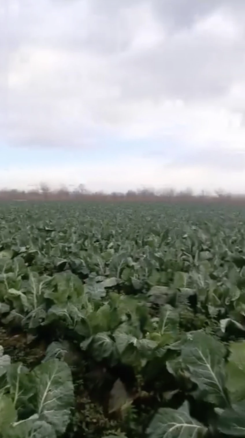 Bursa&rsquo;da sağanak yağış tarımı vurdu
