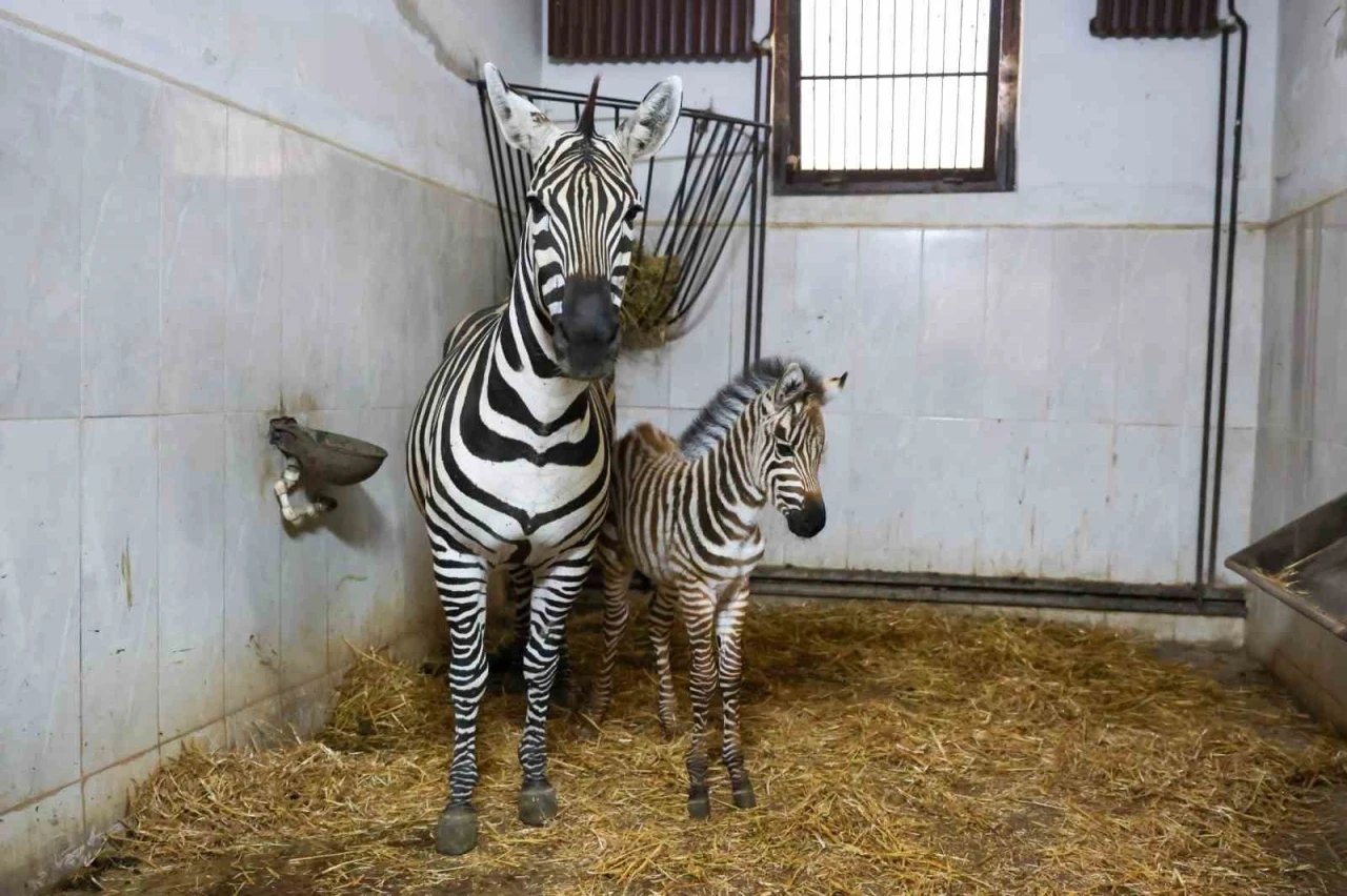 Bursa Hayvanat Bah&ccedil;esi&rsquo;nde zebra ailesi b&uuml;y&uuml;yor

