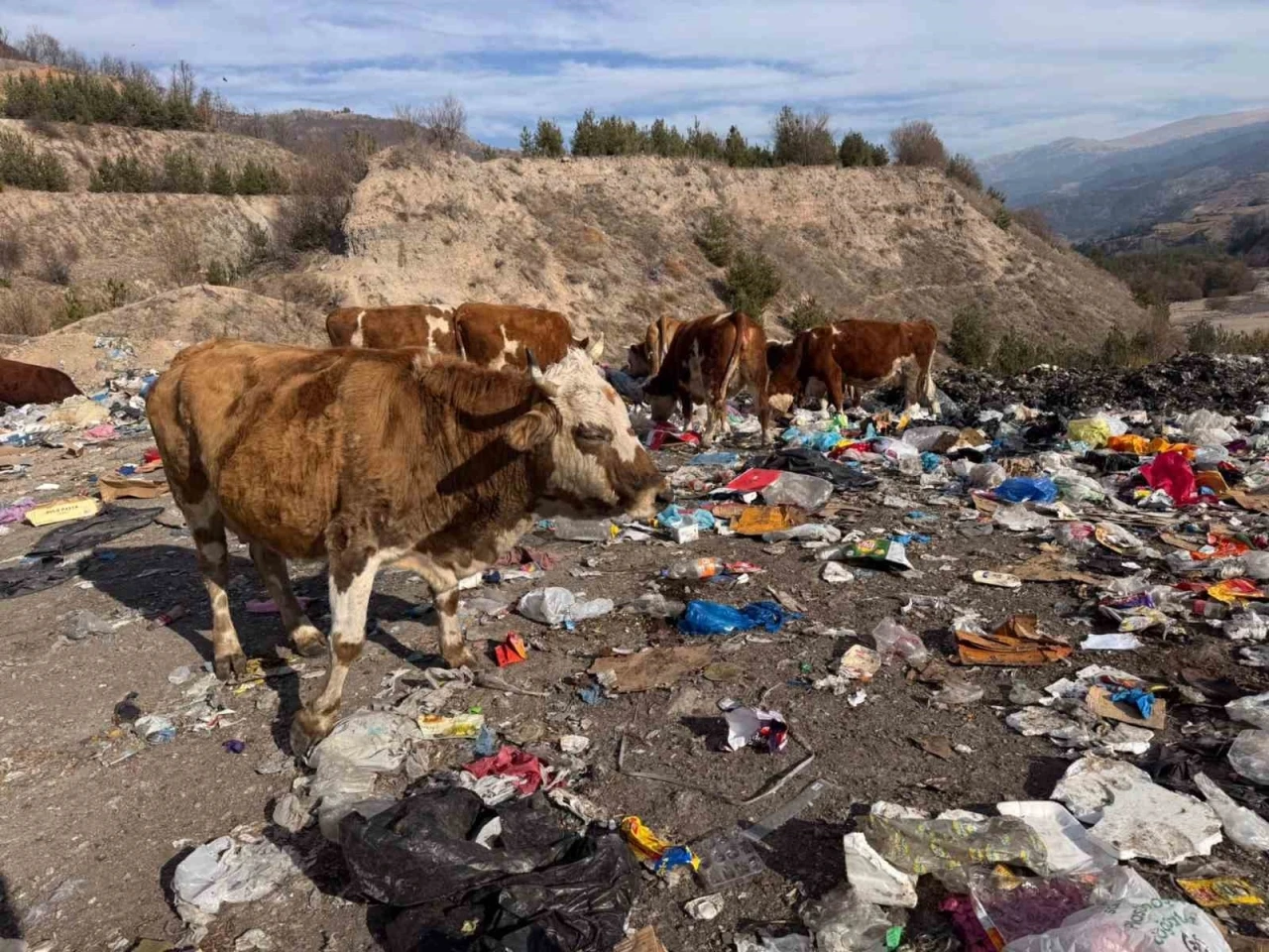 Büyükbaş hayvanlar çöplükte besleniyor
