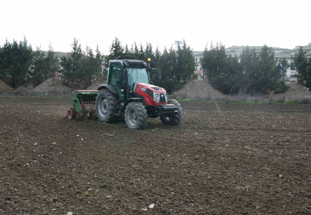 Büyükçekmece’de atıl araziler buğdayla buluştu
